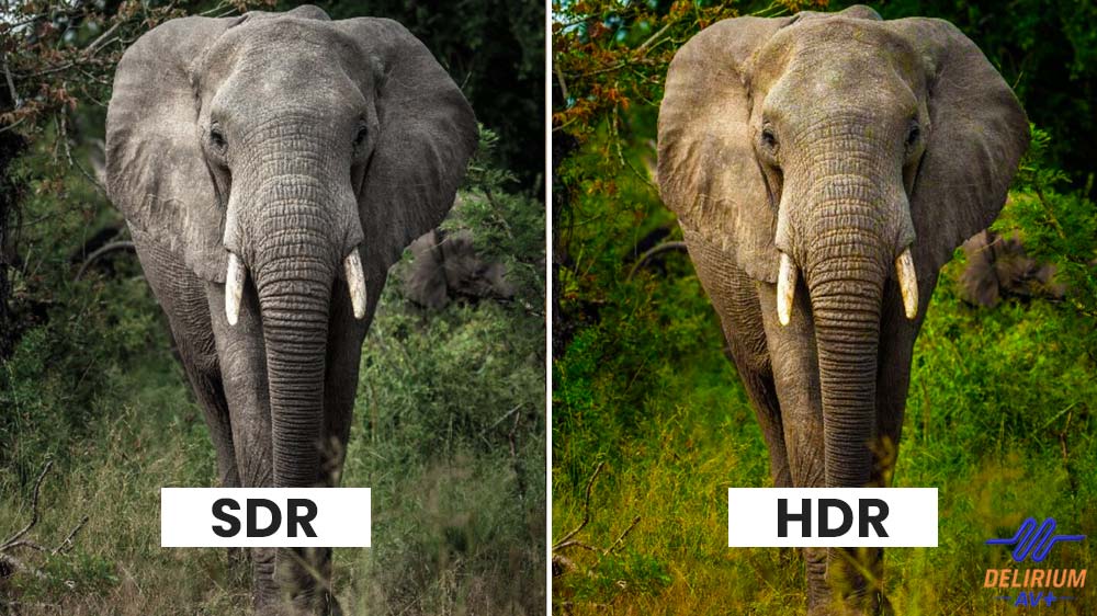 Qu'est-ce que le HDR? Éléphant dans une forêt.